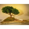 thumbnail image 1 of Shimpaku Juniper Bonsai Tree Planted on a Rock Slab 12 years old, 10" tall for Home Garden Office, 1 of 2
