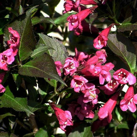 Southern Living Shining Sensation Weigela Live Shrub in 2-Gallon Grower Pot