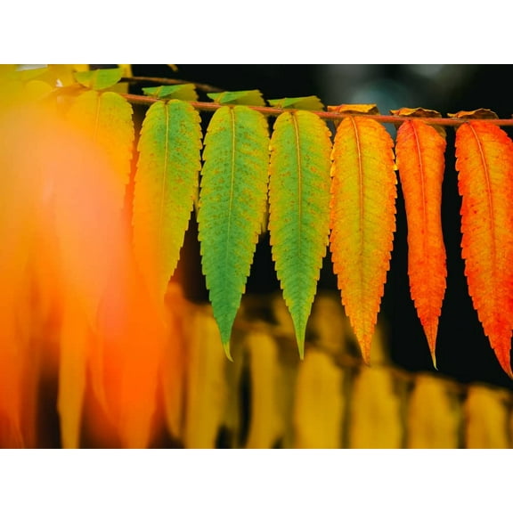 Shining Sumac Bus Seedlings to Plant (Not Seeds) - Rhus copallinum - No Ship to California (1 Sumac Bush)