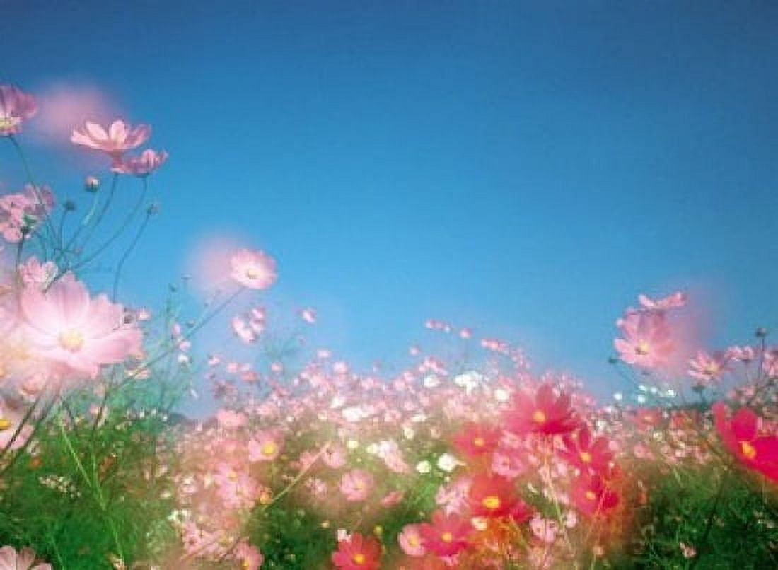 Shiny pink flowers in bloom with blue sky Canvas Art - Panoramic Images (16 x 12)