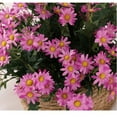 thumbnail image 1 of Shiogb Clearance 24 Small Daisies Purple-Artificial Large Daisy Plants Flowers Faux Silk Wildflowers Bouquet Outdoor For Home Decor Indoor Outside Garden Front Porch Decoration-Purple Promotion Sale, 1 of 9