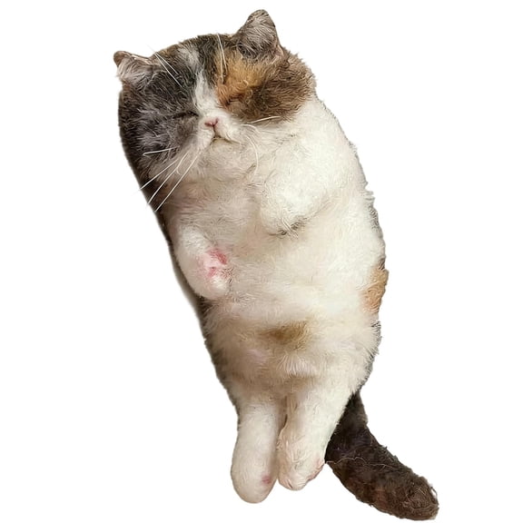 Shipiny Wool Poke Poke Cats Handmade Material Bag, Beginner Friendly Craft Kit, Creative Handmade Couple Gift for Holiday Birthday Diy Handicraft Making, Color