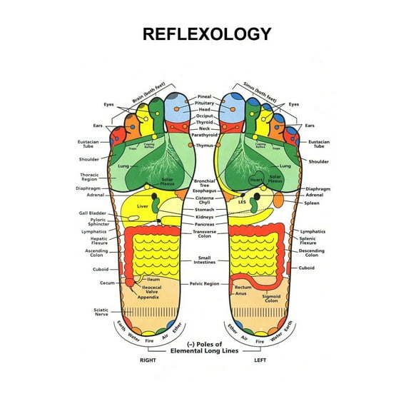 Ships Rolled Reflexology Foot Poster 11inx17in Mini Poster with mail/gift tube 11x17 poster