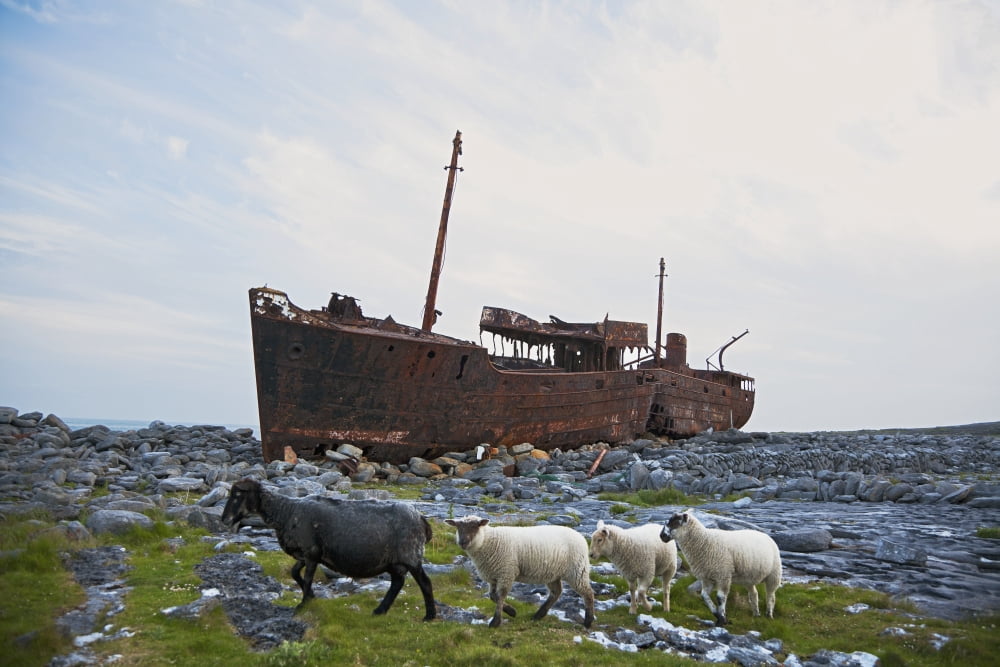 Shipwreck on shore and sheep walking over rocky terrain Inisheer Aran Islands County Galway Ireland Canvas Art - Carl Bruemmer Design Pics (19 x 12)