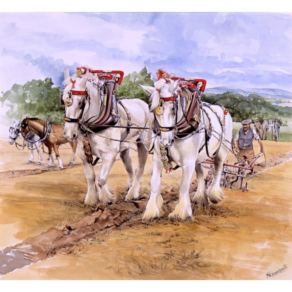 Shire Horse Team During Ploughing Match Poster Print By Malcolm Greensmith ?? Adrian Bradburymary Evans