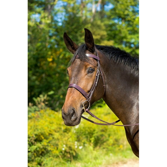 Shires Avignon Middleburg Bridle (Havana, Cob)