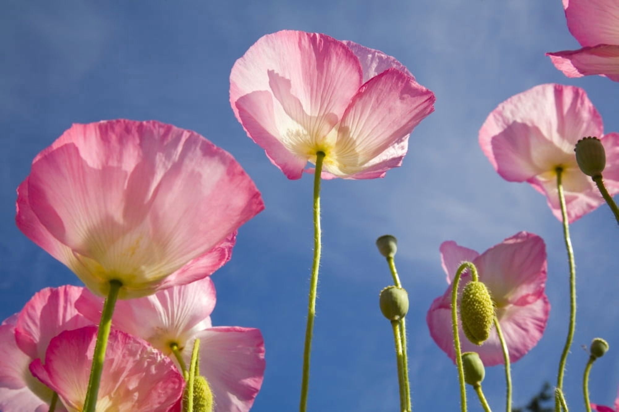 Shirley Poppies Canvas Art - Craig Tuttle Design Pics (20 x 13)
