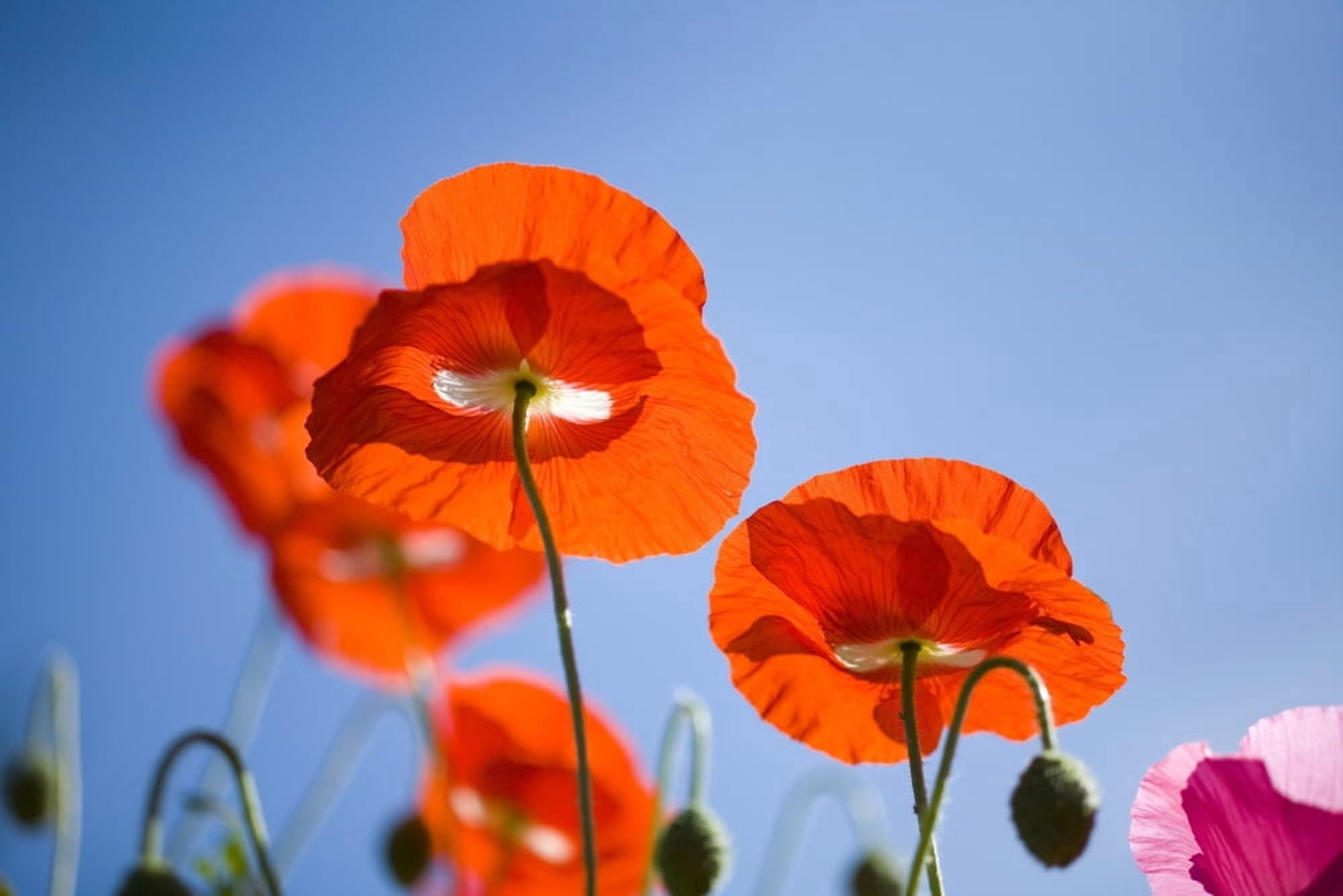 Shirley Poppies Canvas Art - Craig Tuttle Design Pics (20 x 13)