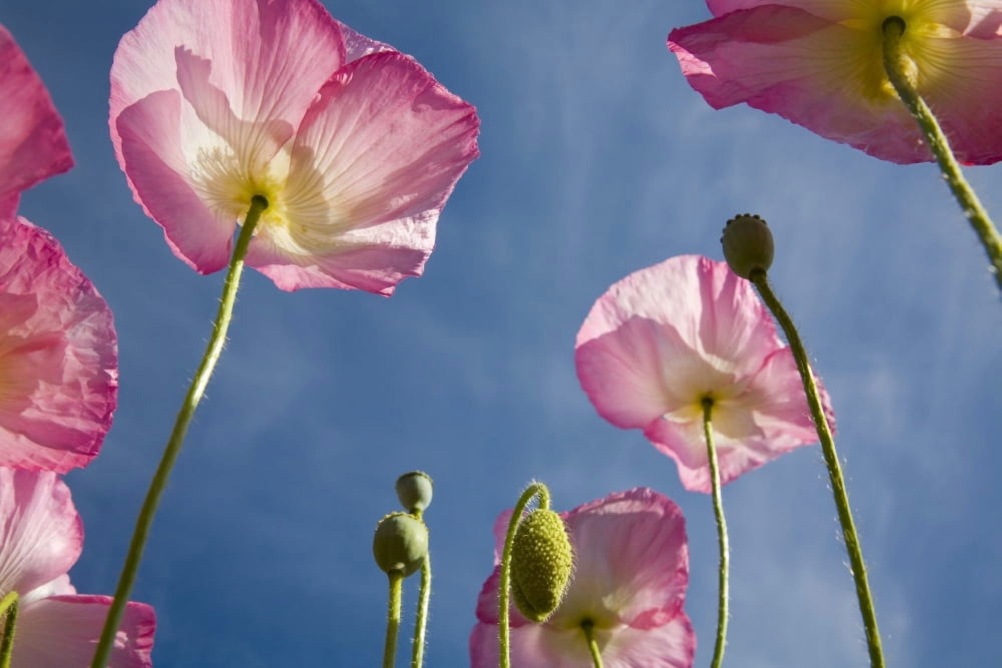 Shirley Poppies Canvas Art - Craig Tuttle Design Pics (20 x 13)