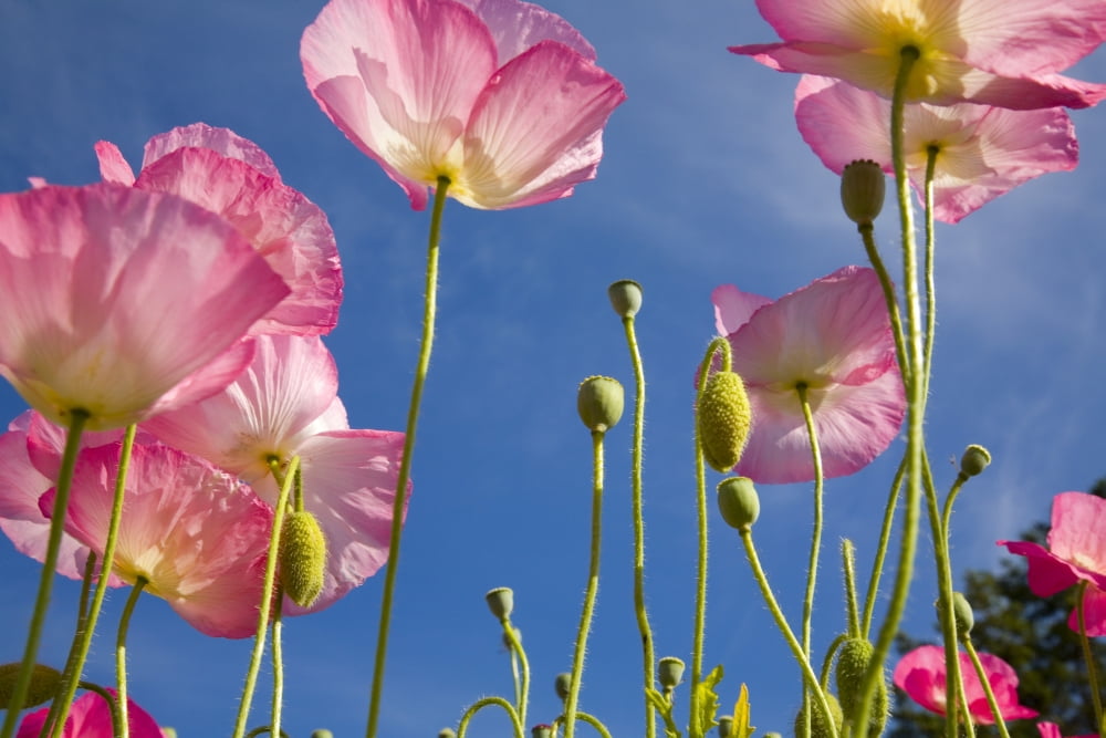 Shirley Poppies (Papaver Rhoeas) Oregon Usa Canvas Art - Craig Tuttle Design Pics (40 x 26)