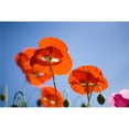 thumbnail image 1 of Shirley Poppies Poster Print - 40 x 26, 1 of 1