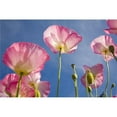 thumbnail image 1 of Shirley Poppies Poster Print - Large - 40 x 26, 1 of 1