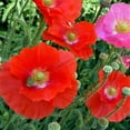 thumbnail image 1 of Shirley Poppy, 100 Seeds Bright Red Flower, Long Lasting Red Blooms, A Must for Every Garden Country Creek Brand, 1 of 1