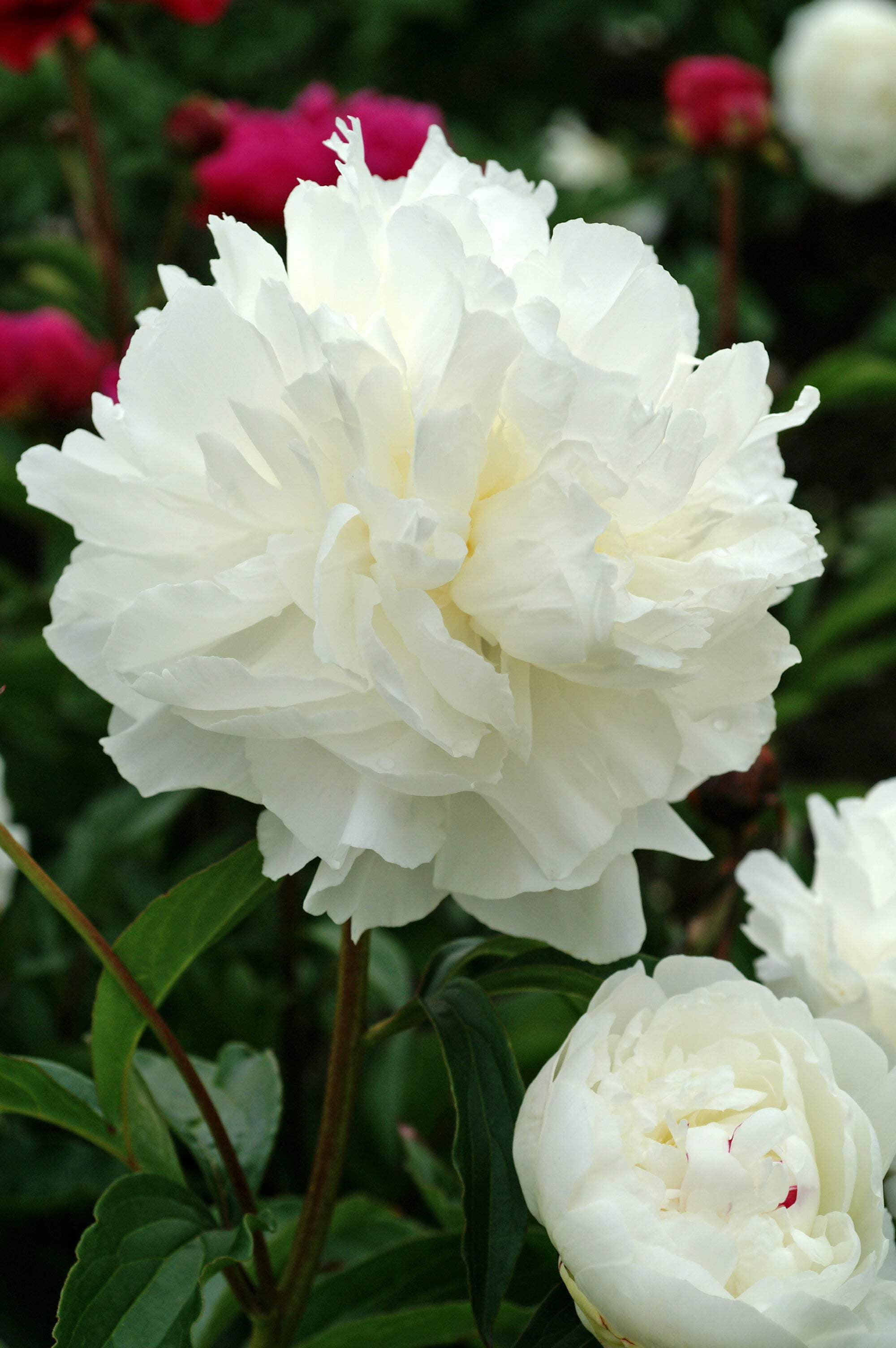 Shirley Temple Peony - Walmart.com