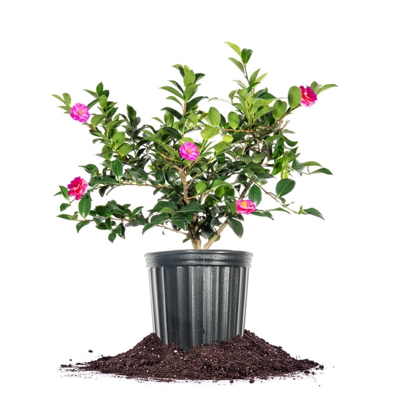 Shishi Camellia Shrub