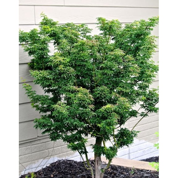 Shishigashira ( Lions Head ) Japanese Maple Tree - Live Plant - ( 2.5 QT )