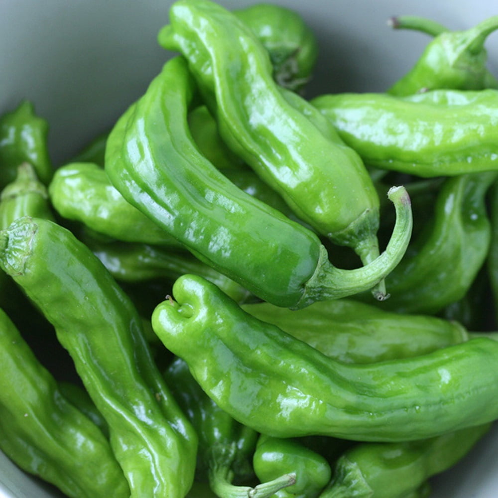 HIRT'S GARDENS Shishito Sweet Wrinkled Old Man Pepper Plant - 2.5" Pot - Shishitgarashi