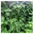 Shiso Gardening Seeds (Perilla) Green Ohba Shiso 4 Oz 67200 Seeds