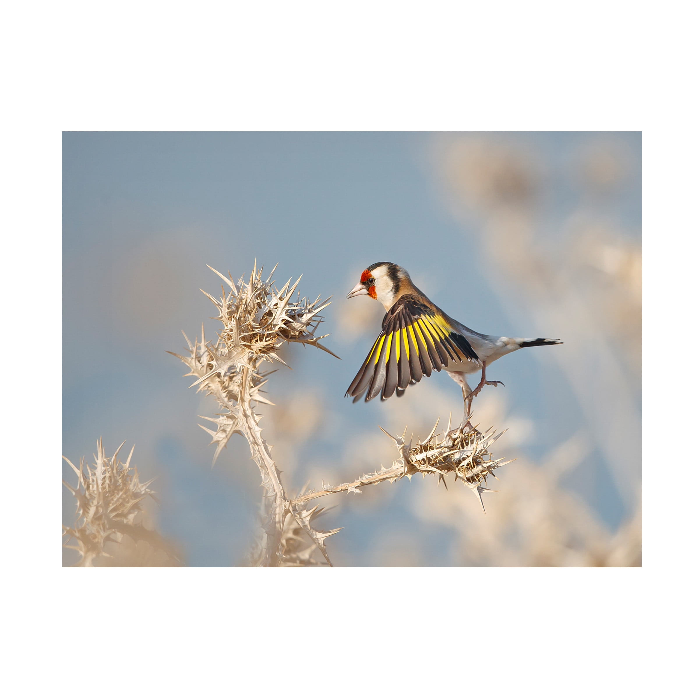 Shlomo Waldmann 'Goldfinch Carefull' Canvas Art