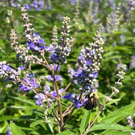 Shoal Creek Chaste Tree - Vitex agnus-castus 'Shoal Creek’