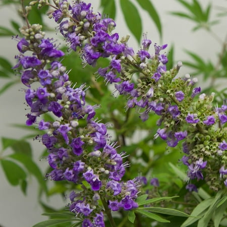 Expert Gardener Shoal Creek Vitex (2.5 Gallon) Chaste Tree with Fragrant Lilac-Purple Flower Clusters - Texas