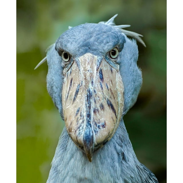 Shoe-billed Stork I by Tim Fitzharris (24 x 36)