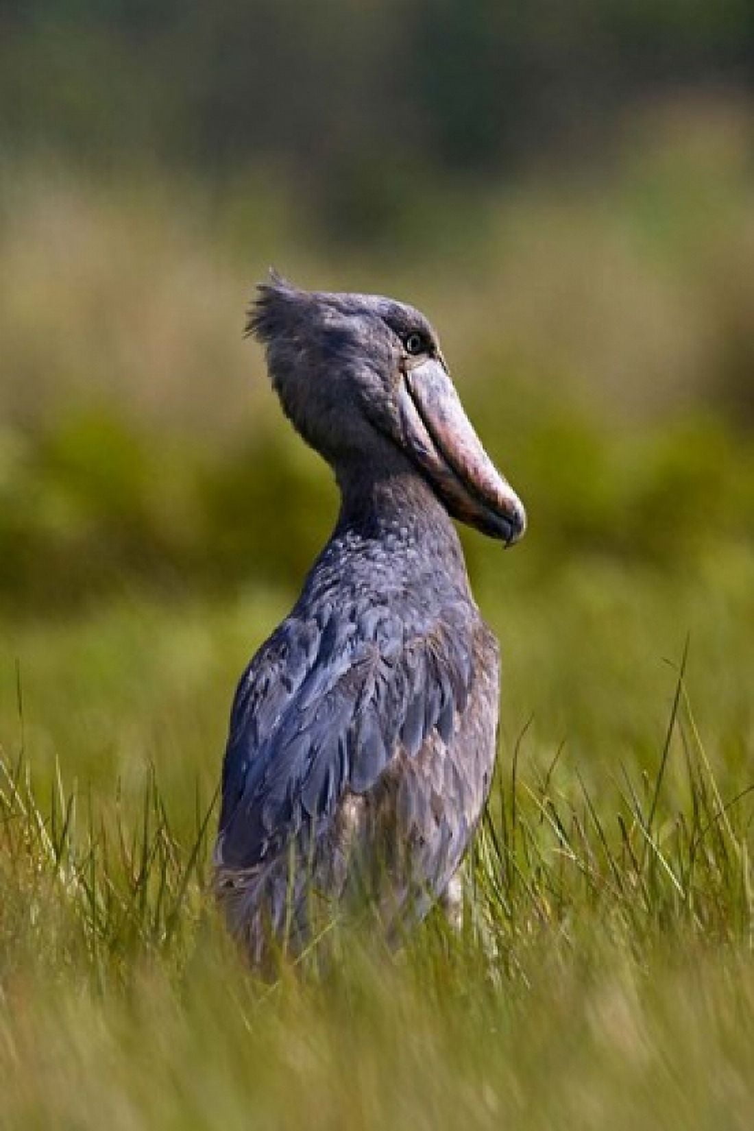 Shoebill bird hunting in wetlands Uganda East Africa Canvas Art - Martin Zwick DanitaDelimont (25 x 38)