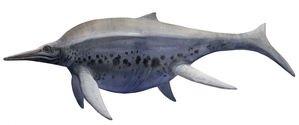 Shonisaurus a prehistoric ichthyosaur from the Triassic age Canvas Art - Sergey KrasovskiyStocktrek Images (43 x 18)