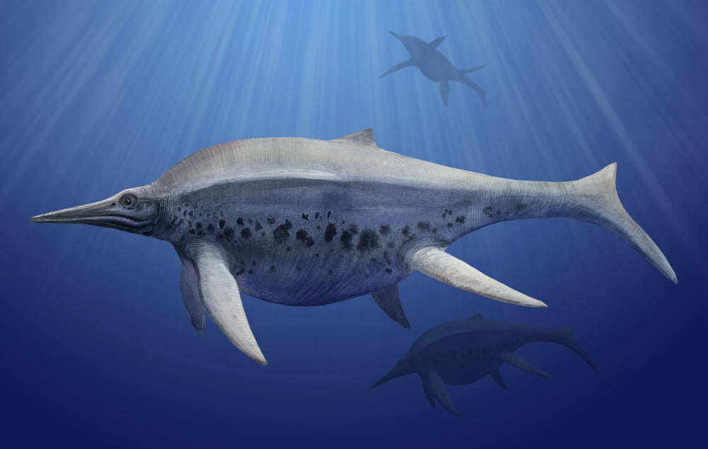 Shonisaurus popularis swimming in prehistoric waters Canvas Art - Sergey KrasovskiyStocktrek Images (18 x 12)