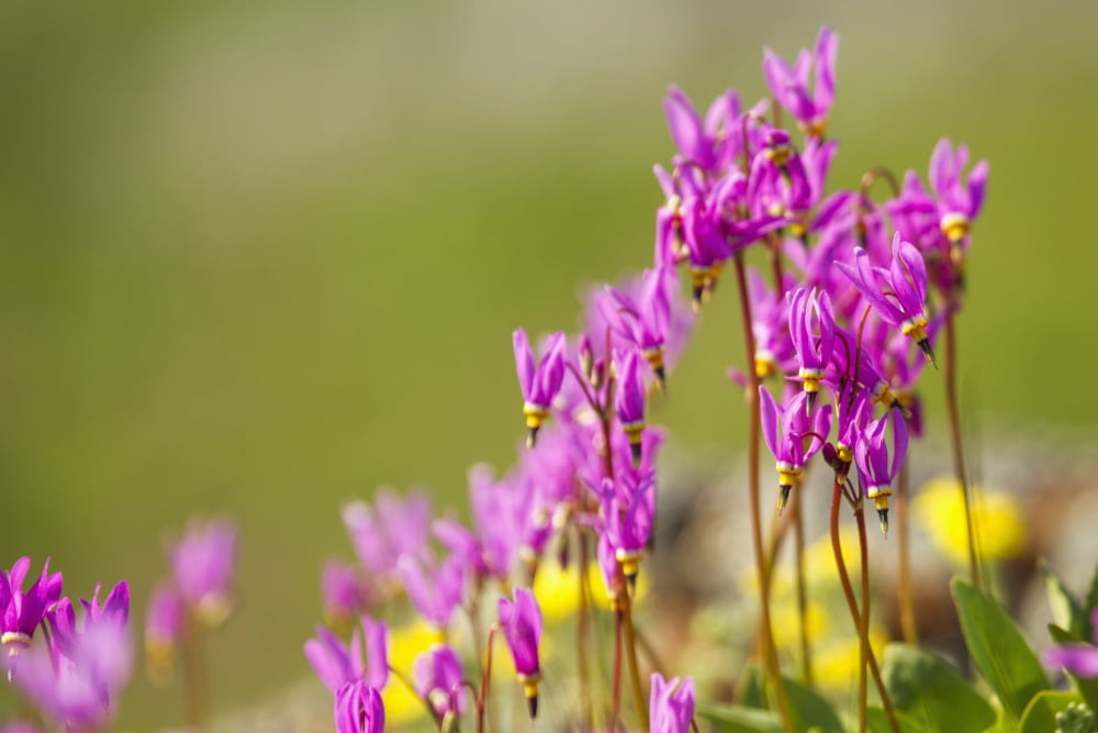 Shooting star (Dodecatheon pulchellum) basking in the spring sun on Kelgaya Point near Haines Alaska United States of America Canvas Art - Zachary Sheldon Design Pics (19 x 12)