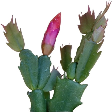Shop Succulents 2" Cactus Live Plant Pot