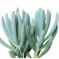 thumbnail image 1 of Shop Succulents 4" Blue Senecio Serpens Live Plant Pot, 1 of 2