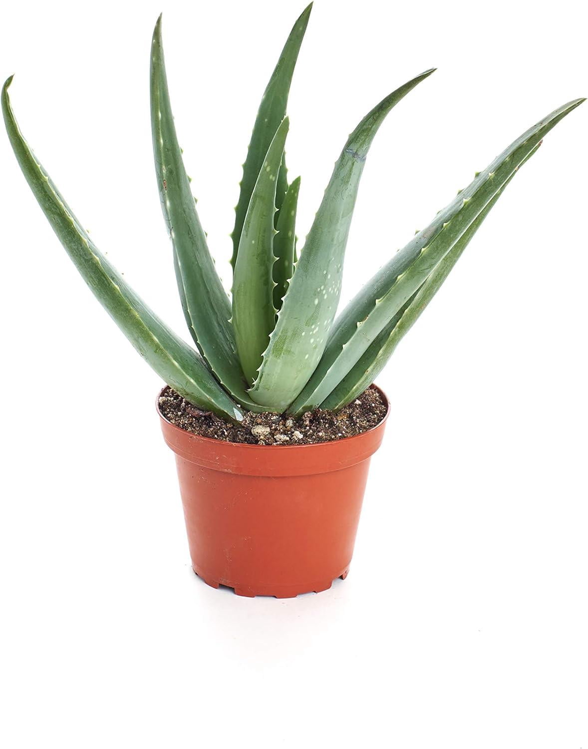 Shop Succulents Aloe Vera 4" Live Succulent Plant in Nursery Pot