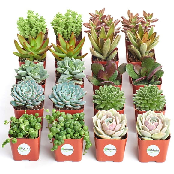 Shop Succulents Assorted Succulent (Collection of 20)