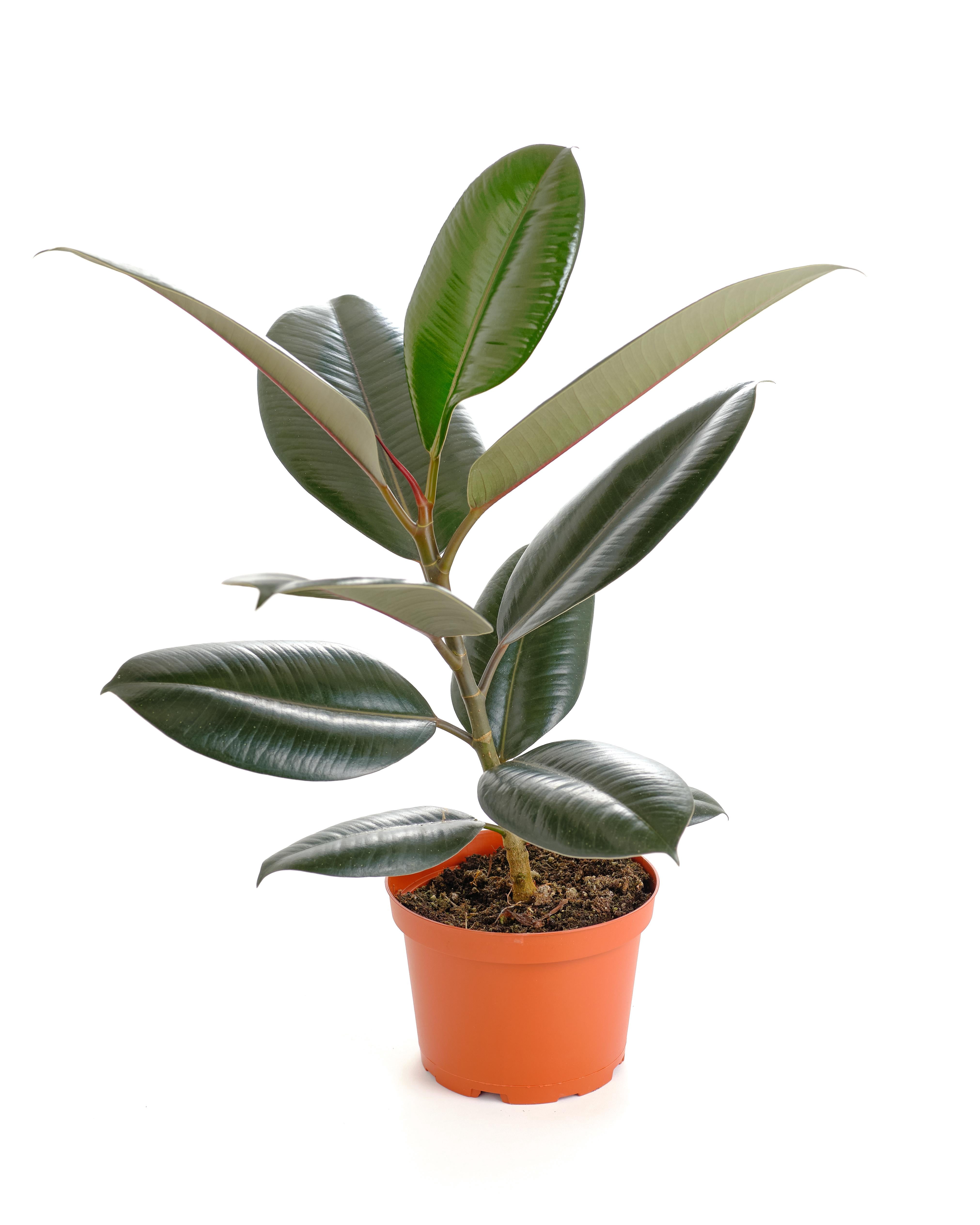 Shop Succulents Ficus Burgundy Rubber Tree 6" Live Upright Indoor Plant in Nursery Pot