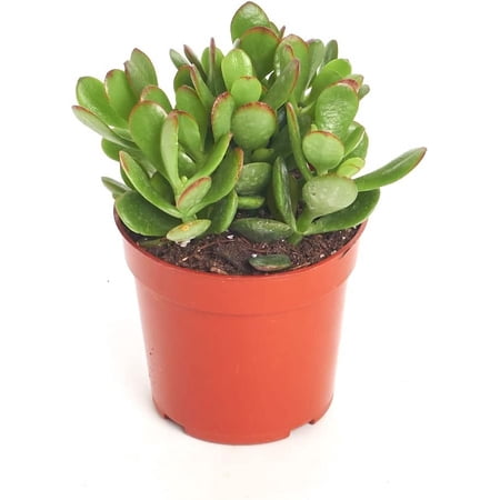 Shop Succulents Jade Succulent Plant, Crassula Ovata Fully Rooted Live 4" Succulent Plant, Low Maintenance Indoor Plant, Hardy Succulents, Hard to Kill Plants, Wedding and Party Favors, Gift & Garden