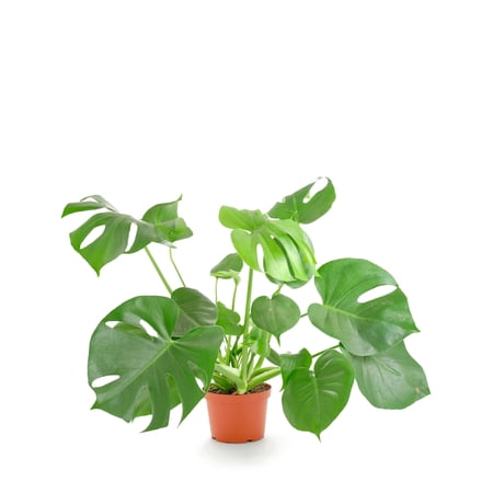 Shop Succulents Monstera Deliciosa 6" Live Upright Indoor Plant in Nursery Pot