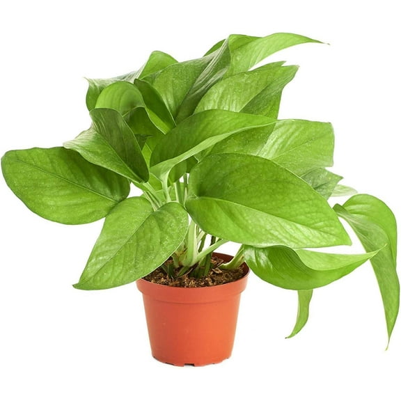 Shop Succulents Pothos Ivy 4" Live Hanging Indoor Plant in Nursery Pot