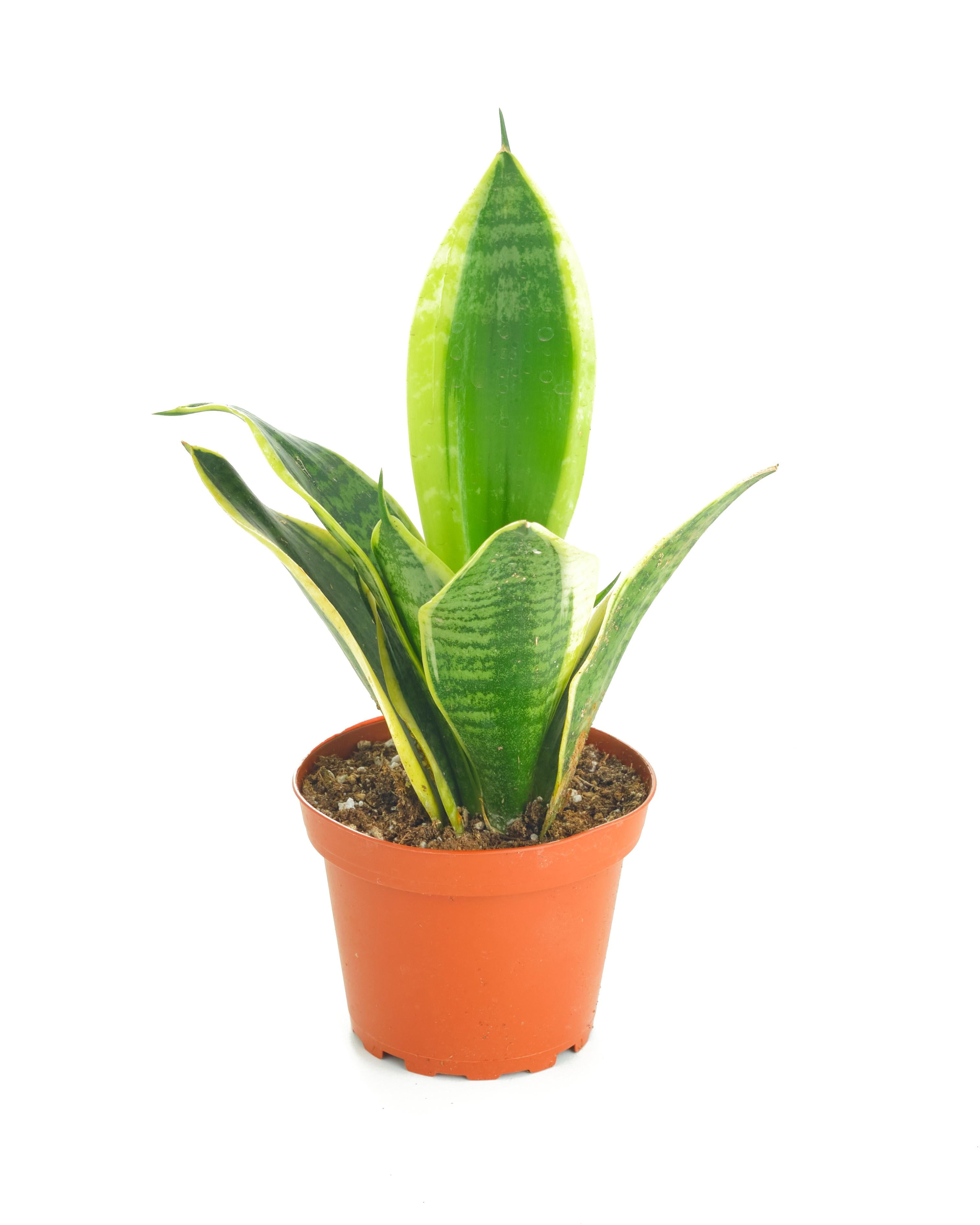 peacock prayer plant Stromanthe Triostar Starter Plant - 3 Pink Peacock Plant