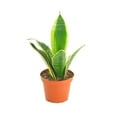 thumbnail image 1 of Shop Succulents Sansevieria Laurentii Snake Plant 4" Live Upright Indoor Plant in Nursery Pot, 1 of 5