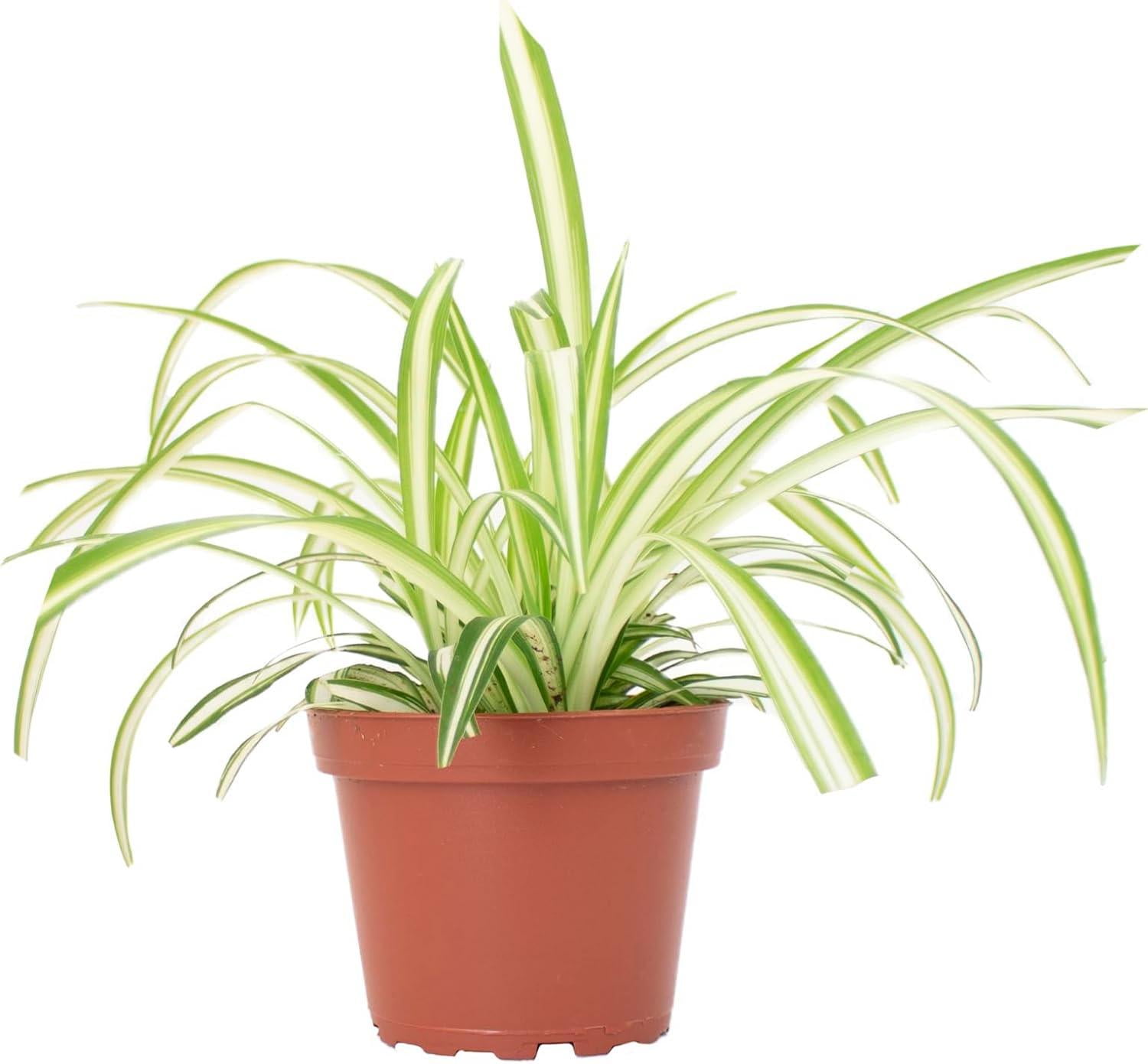 Shop Succulents Spider Plant 4" Live Hanging Indoor Plant in Nursery Pot