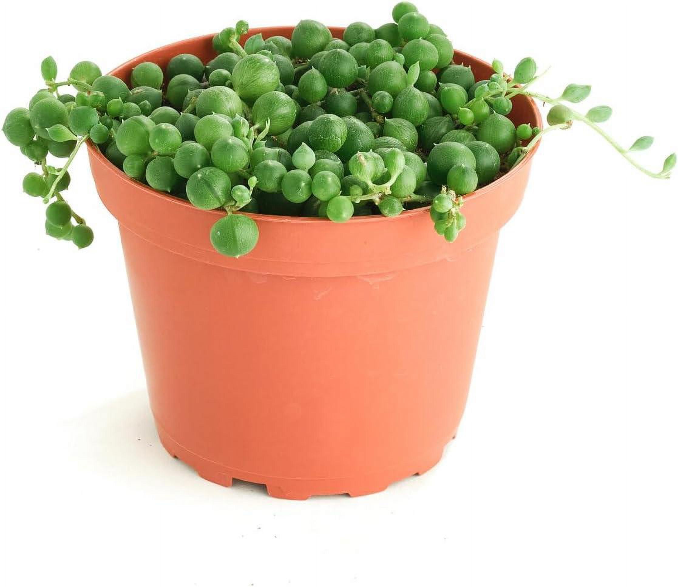 String of Pearls 4" Green Trailing Succulent in Nursery Pot