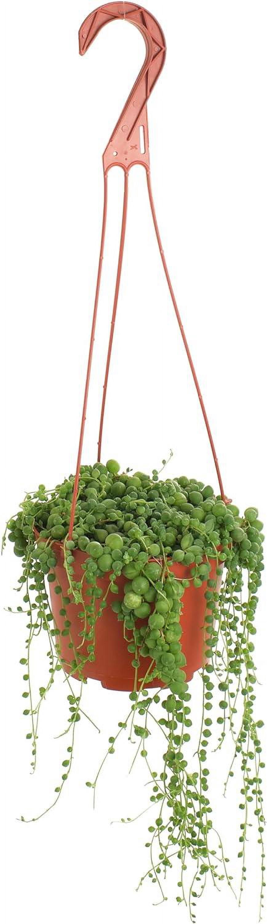 Shop Succulents String of Pearls 6" Live Hanging Succulent Plant in Nursery Pot