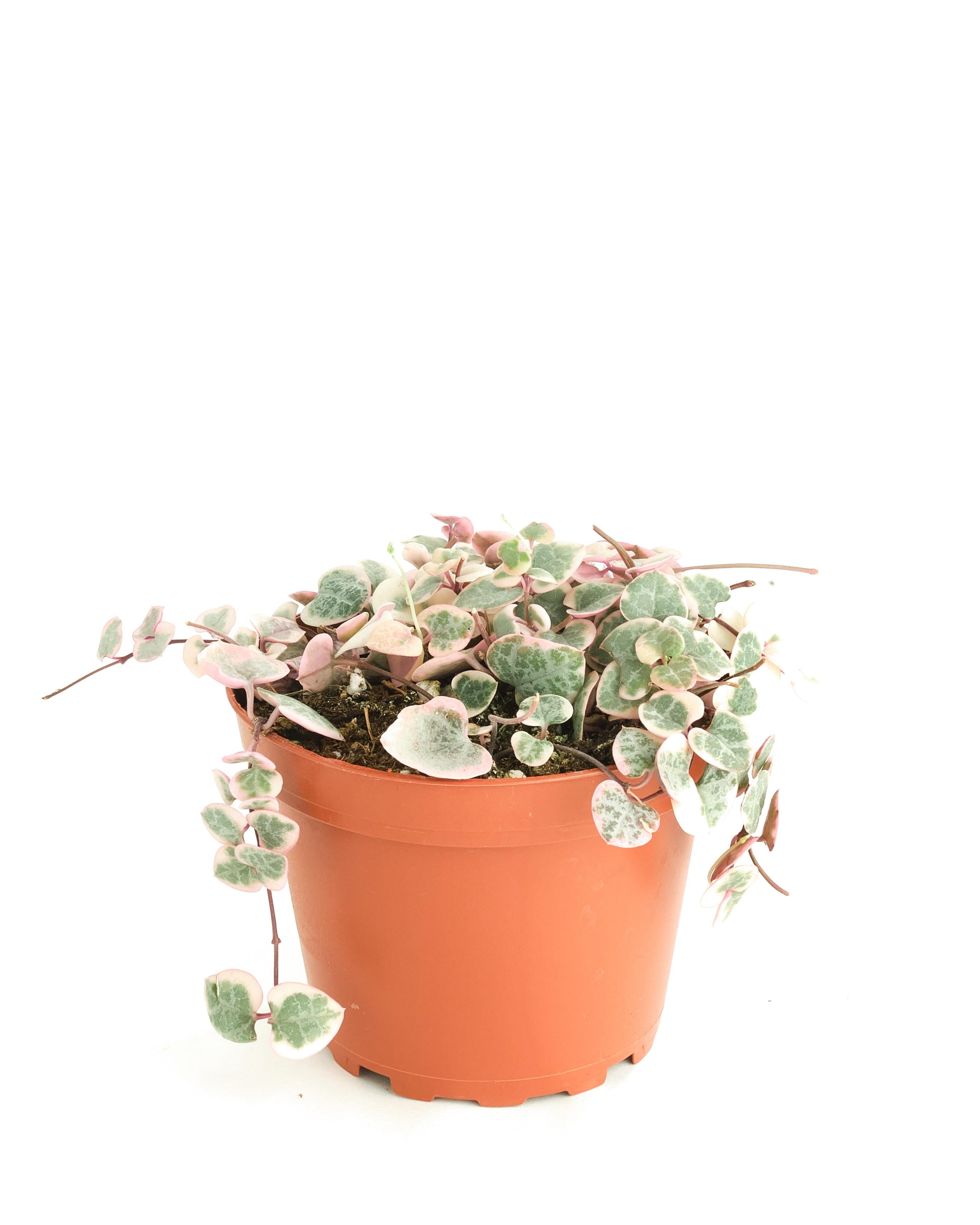 Shop Succulents Variegated String of Hearts 4" Live Rare Hanging