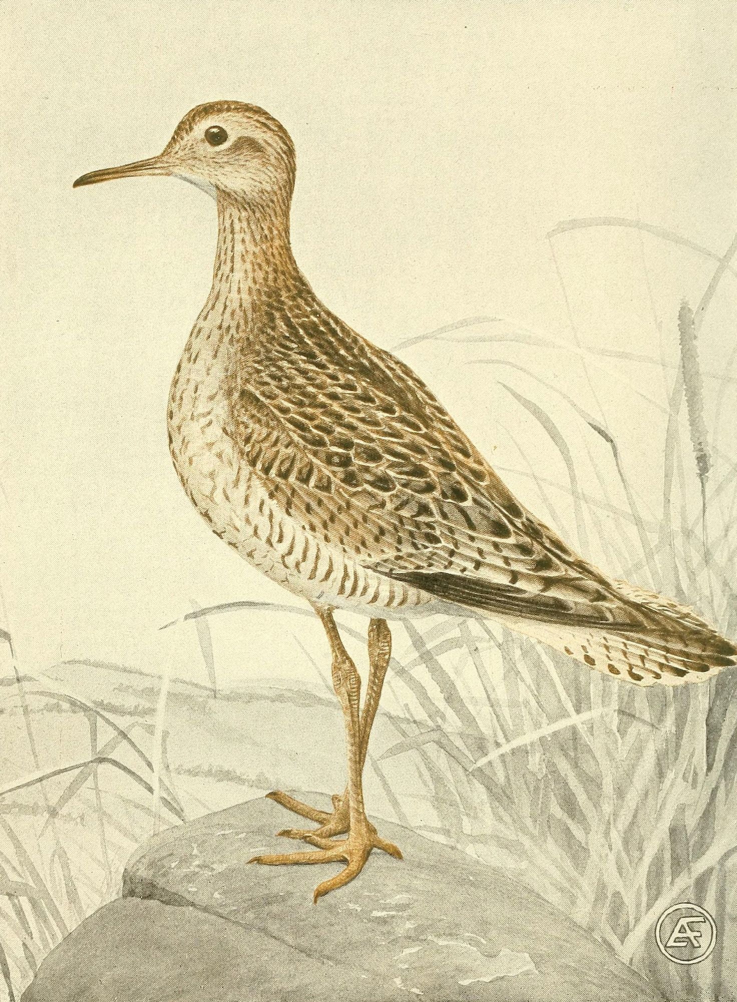 Shore Birds of Massachusetts 1912 Upland Plover Canvas Art - LA Fuertes (24 x 36)