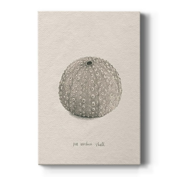 Shore Treasure Study I Premium Gallery Wrapped Canvas - Ready to Hang