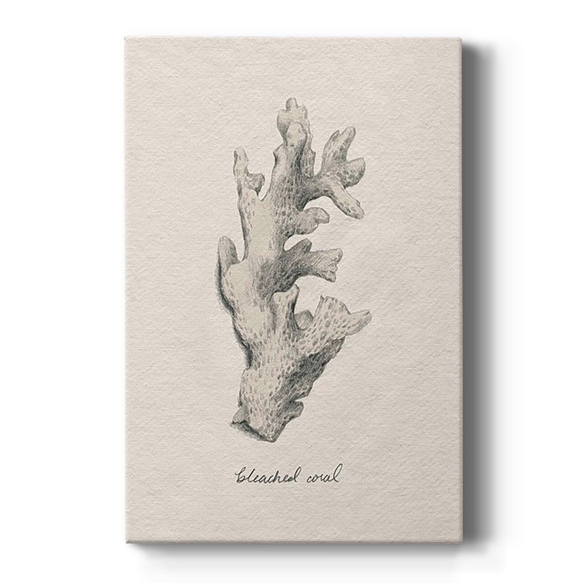 Bleached Coral Gray Abstract Canvas Art - 12 x 18