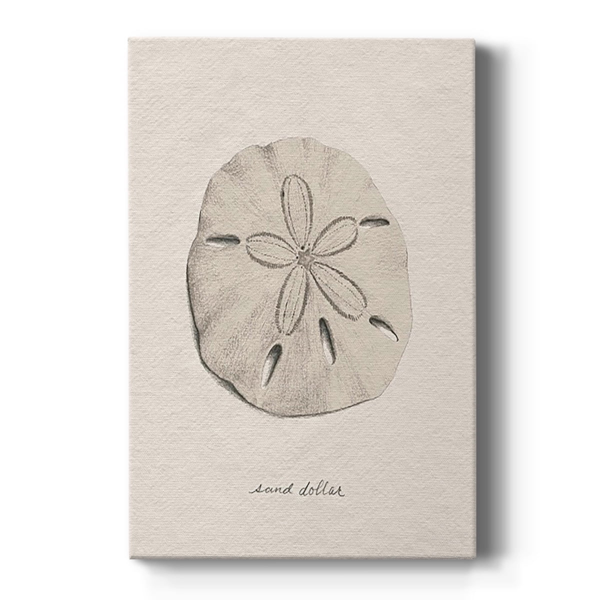 Shore Treasure Study III Premium Gallery Wrapped Canvas - Ready to Hang