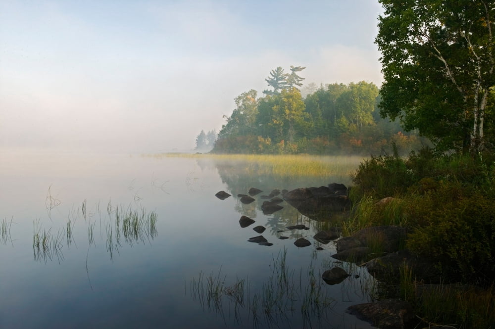 Shoreline trees and grasses along Nina Moose Lake fog Boundary Waters Canoe Area Wilderness Minnesota USA Canvas Art - Panoramic Images (36 x 12)
