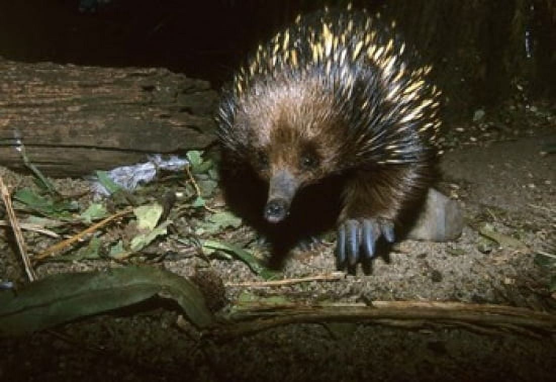 Short Beaked Echidna Monotreme Australia Canvas Art - Kevin Schafer DanitaDelimont (26 x 18)
